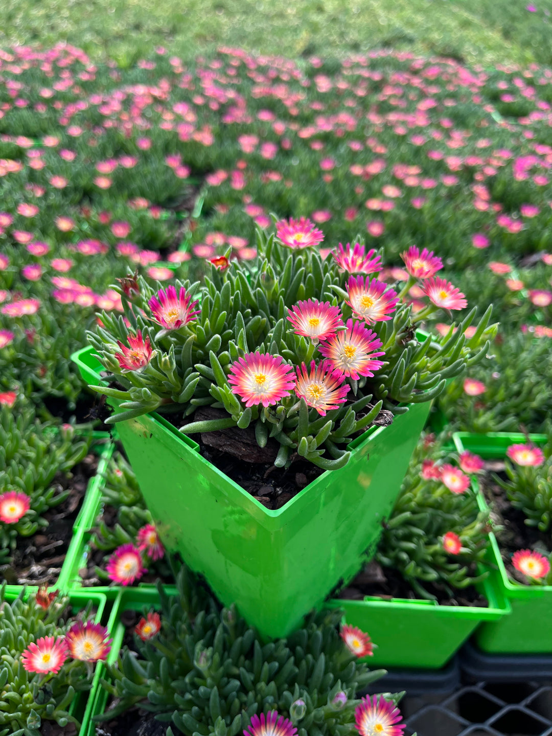 Delosperma J.o.D. 'Amethyst’ (Jewel of the Desert Series Ice Plant)