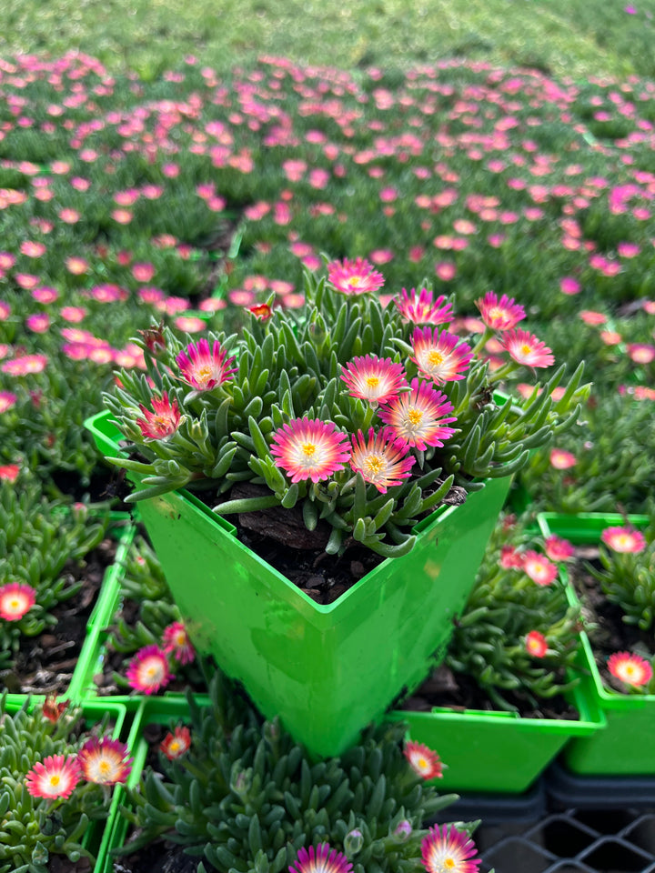 Delosperma J.o.D. 'Amethyst’ (Jewel of the Desert Series Ice Plant)