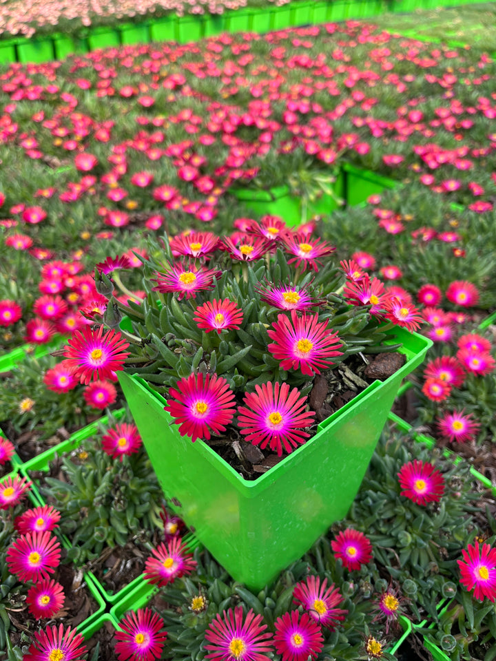 Delosperma J.o.D. 'Garnet’ (Jewel of the Desert Series Ice Plant)