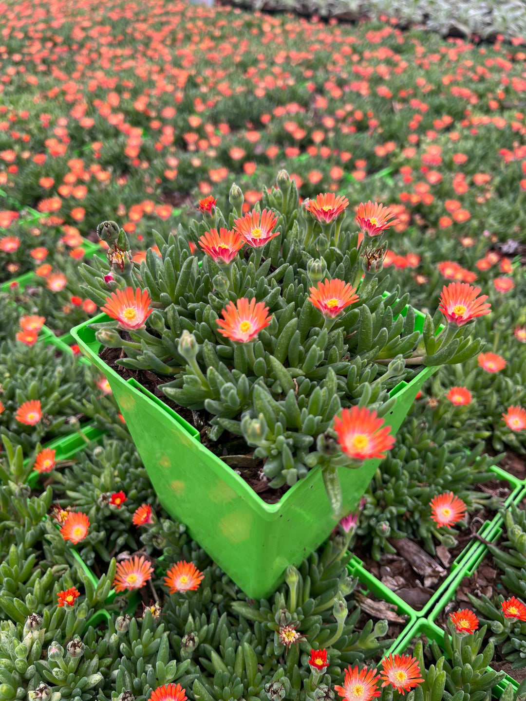 Delosperma J.o.D. 'Topaz’ (Jewel of the Desert Series Ice Plant)