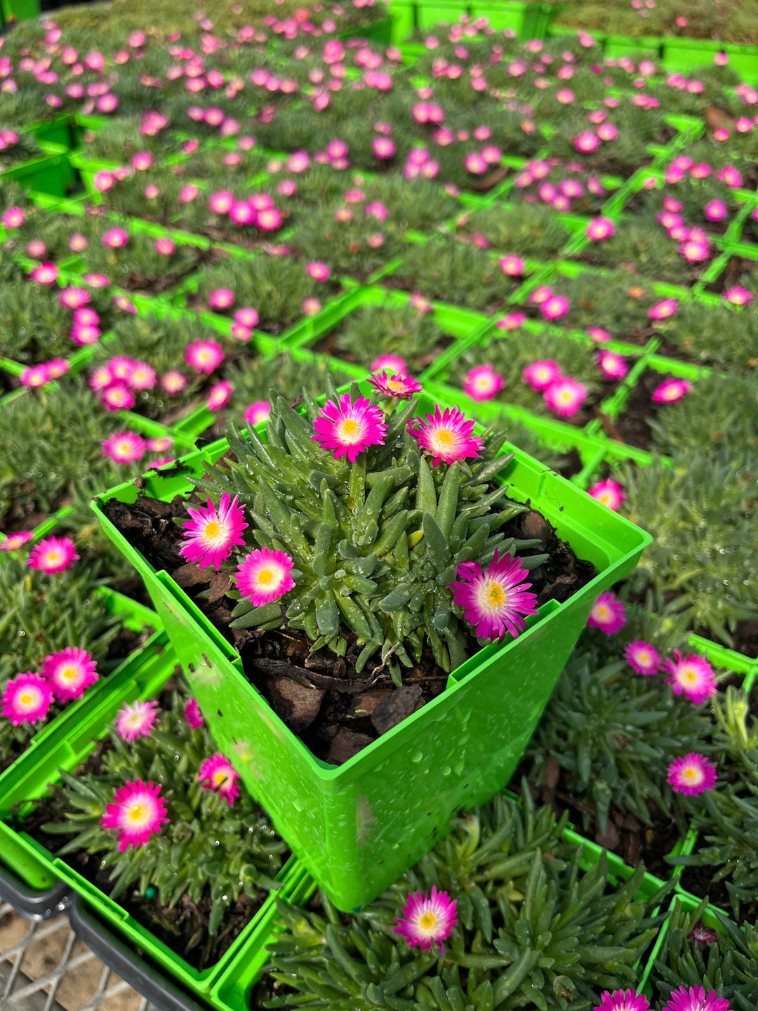 Delosperma J.o.D. 'Amethyst’ (Jewel of the Desert Series Ice Plant)