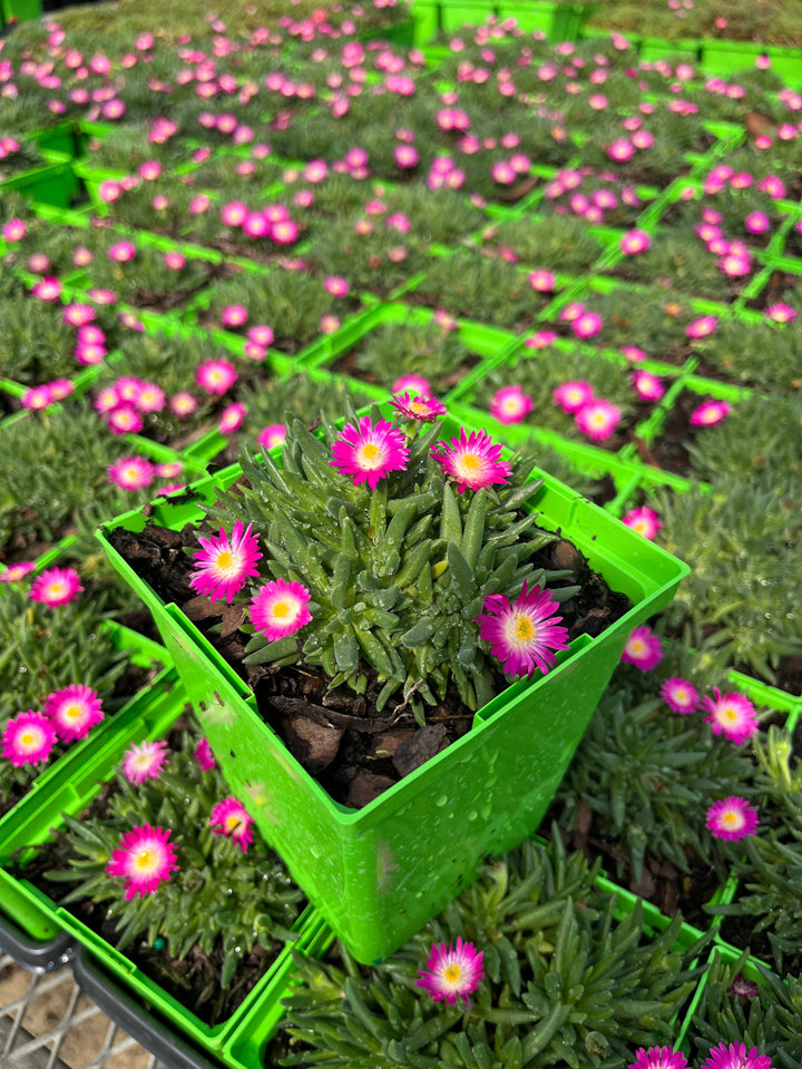 Delosperma J.o.D. 'Amethyst’ (Jewel of the Desert Series Ice Plant)