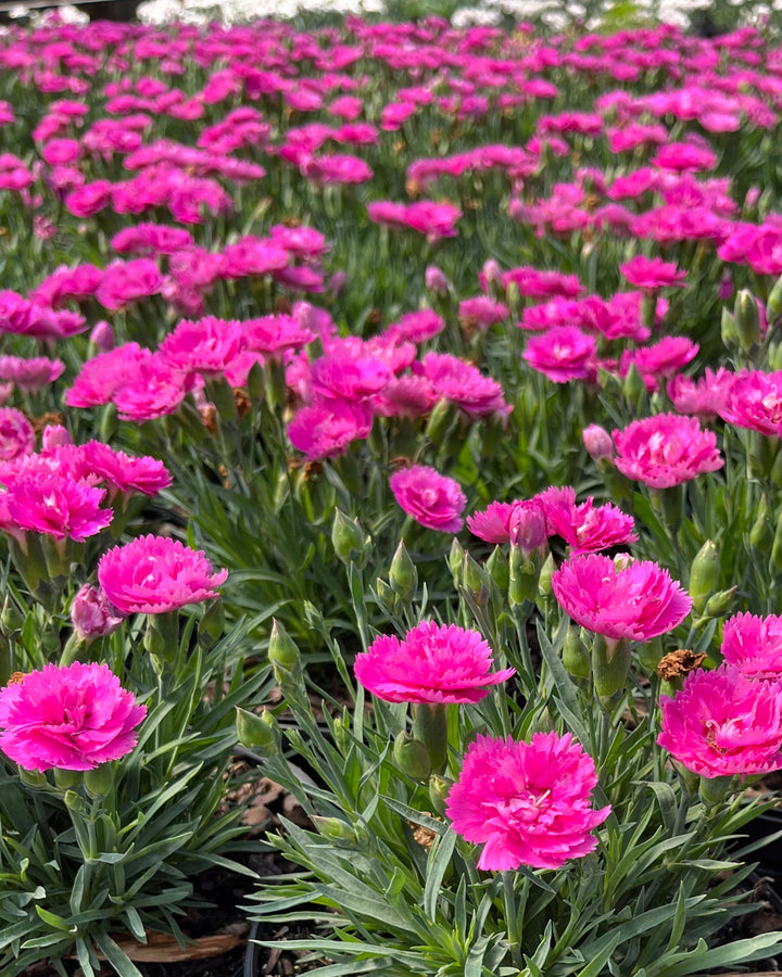 Dianthus Everlast™ Orchid (Garden Pinks)