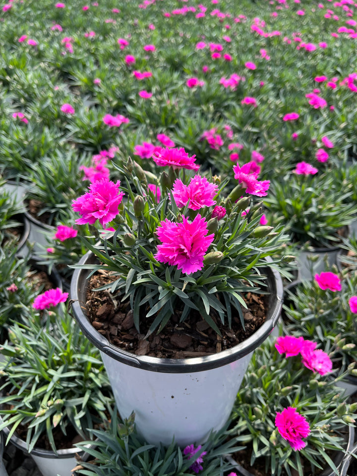 Dianthus Everlast™ Orchid (Garden Pinks)