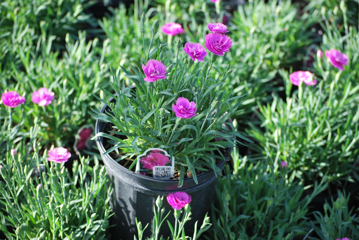 Dianthus Everlast™ Orchid (Garden Pinks)