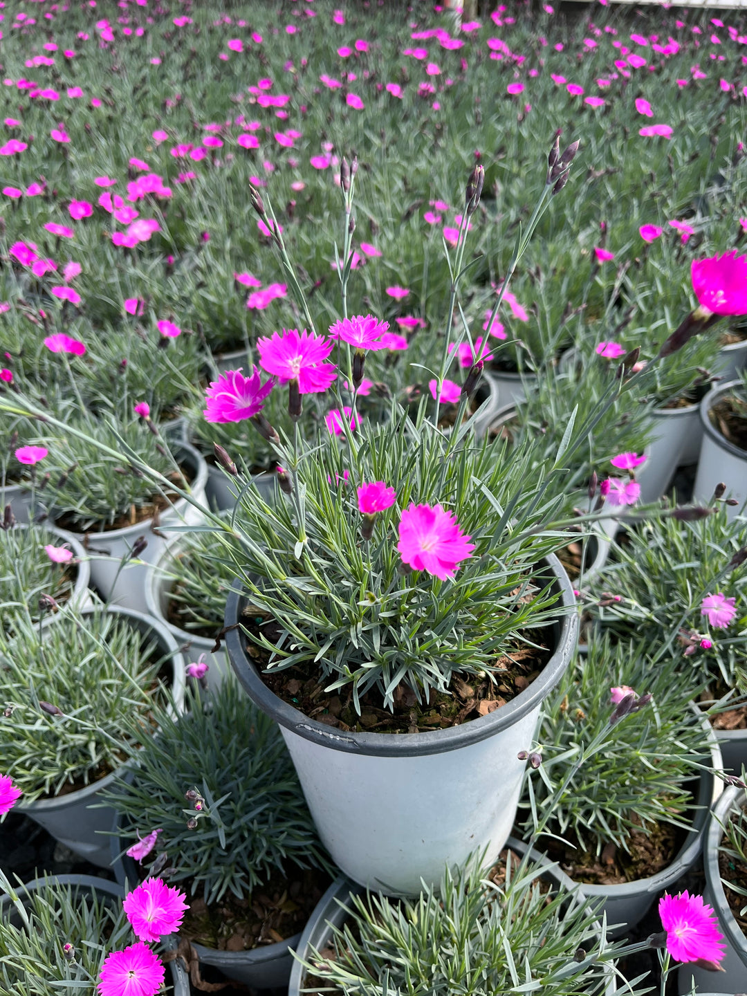 Dianthus gratianopolitanus 'Firewitch' (Garden Pinks)