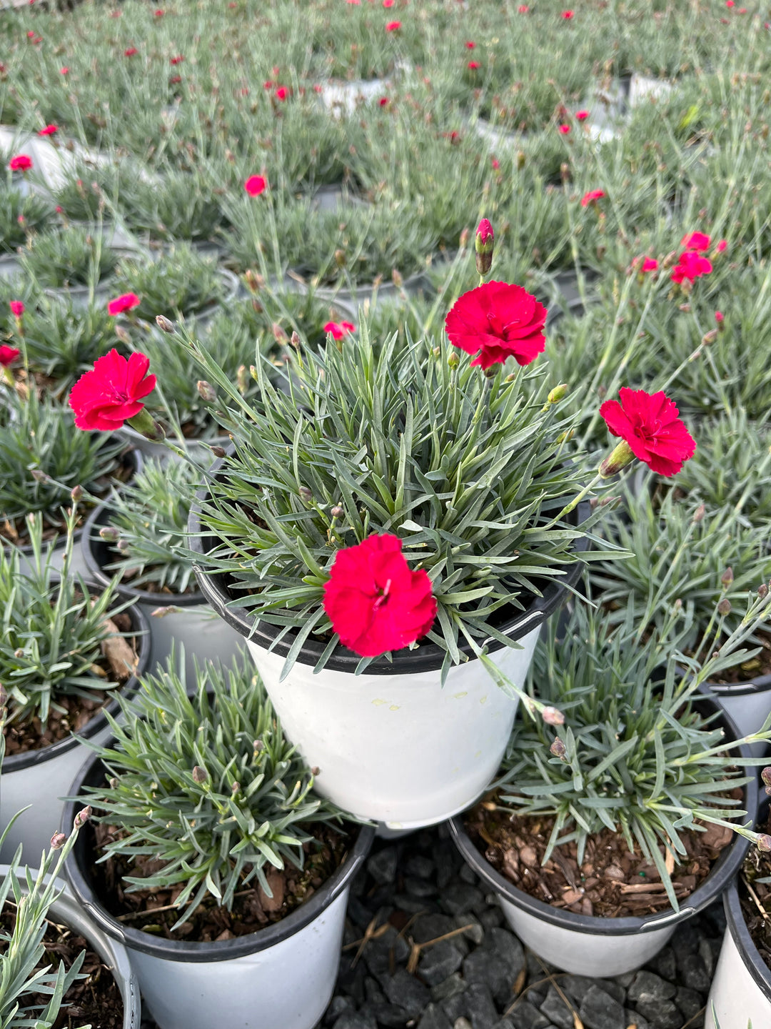 Dianthus allwoodii 'Frosty Fire' (Garden Pinks)