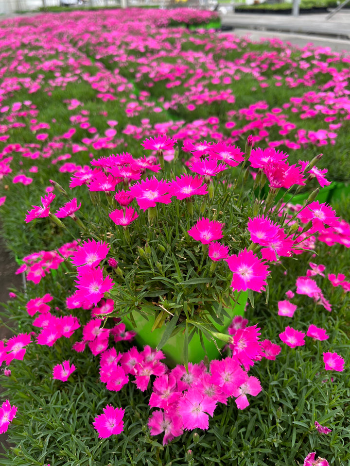 Dianthus x Beauties® 'Kahori' (Garden Pinks)