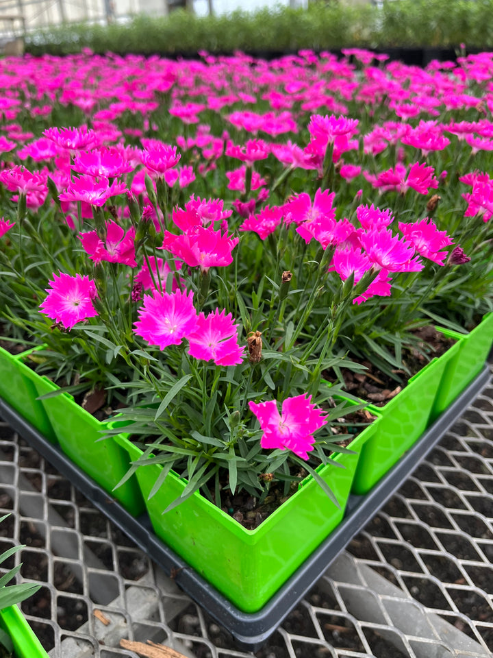 Dianthus x Beauties® 'Kahori' (Garden Pinks)