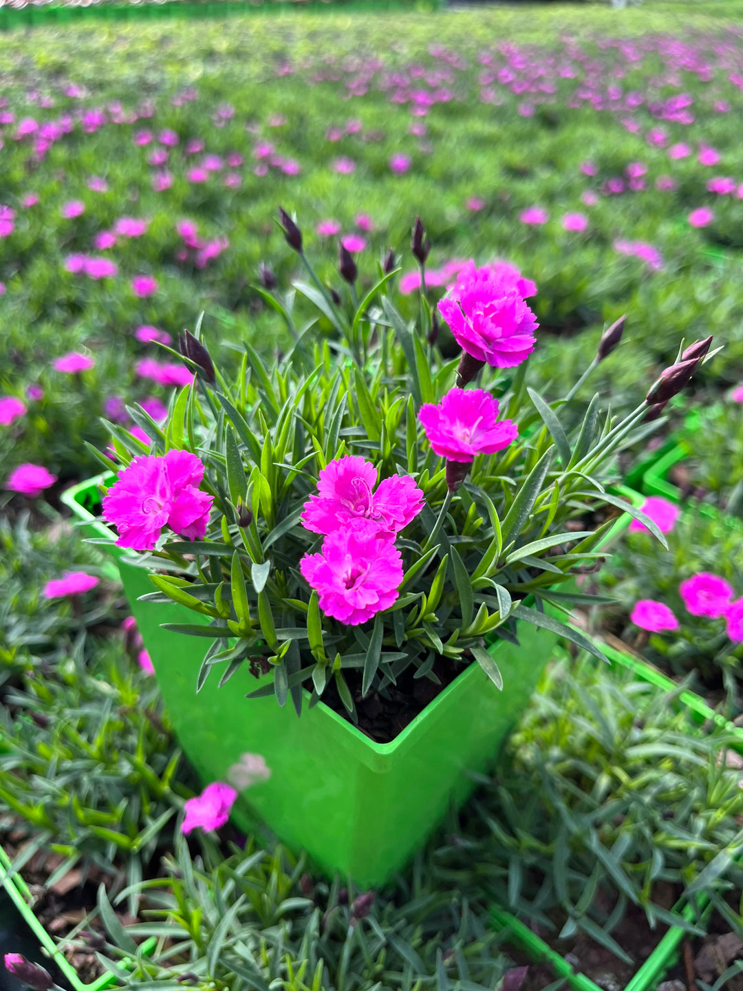 Dianthus Mountain Frost™ Pink PomPom (Garden Pinks)