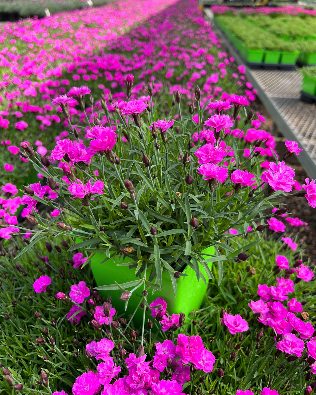 Dianthus Mountain Frost™ Pink PomPom (Garden Pinks)