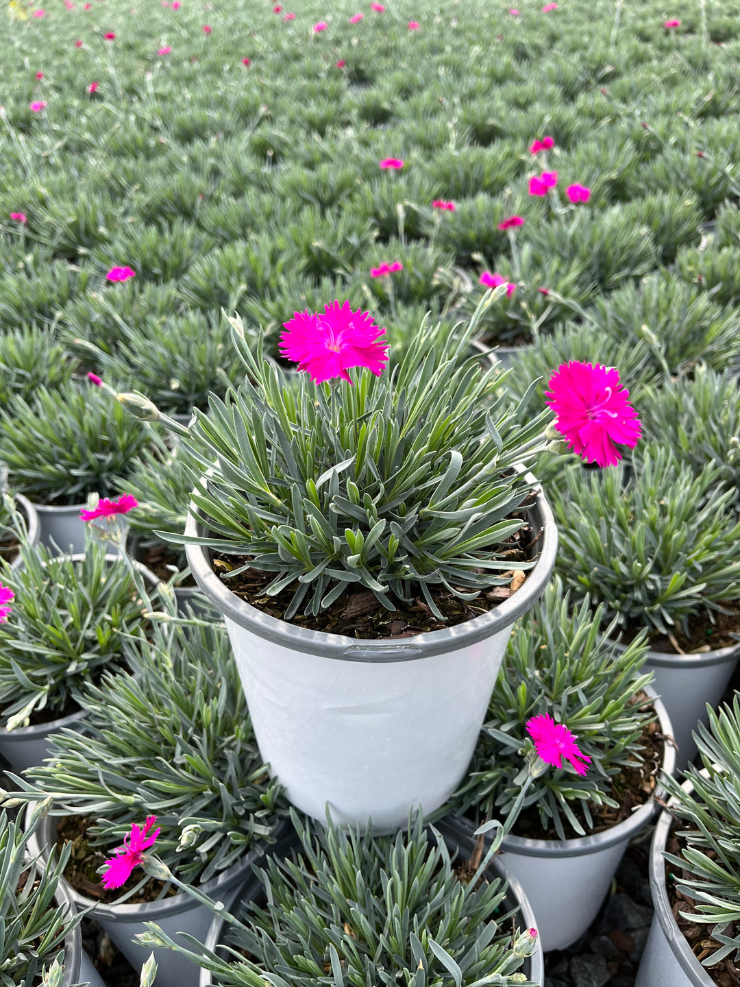 Dianthus x STAR SINGLE™ 'Neon Star' (Garden Pinks)