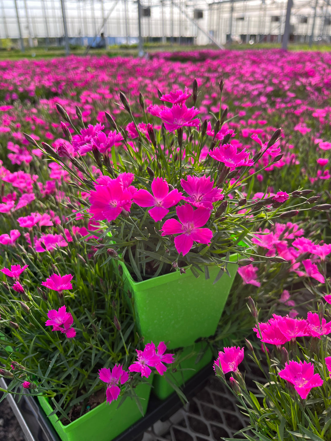 Dianthus x STAR SINGLE™ 'Neon Star' (Garden Pinks)