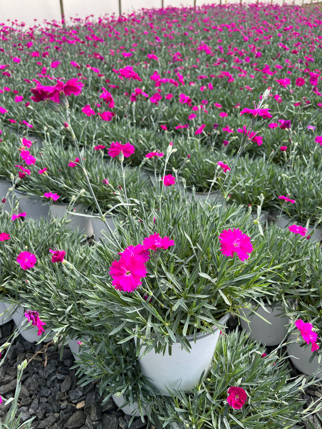 Dianthus x STAR SINGLE™ 'Neon Star' (Garden Pinks)