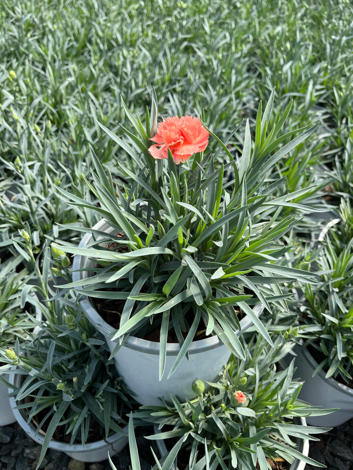 Dianthus SuperTrouper™ Orange (Garden Pinks)