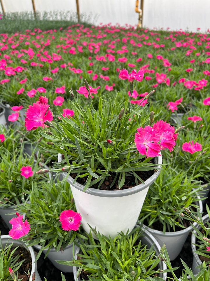 Dianthus Vivid™ Bright Light (Garden Pinks)