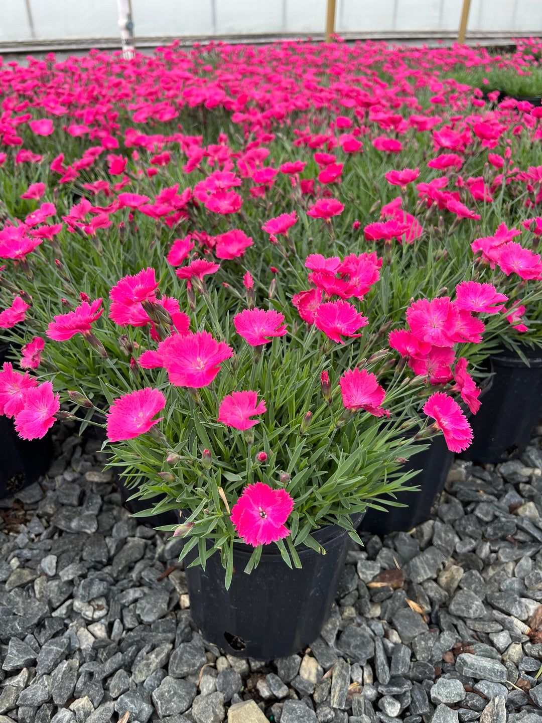 Dianthus Vivid™ Bright Light (Garden Pinks)