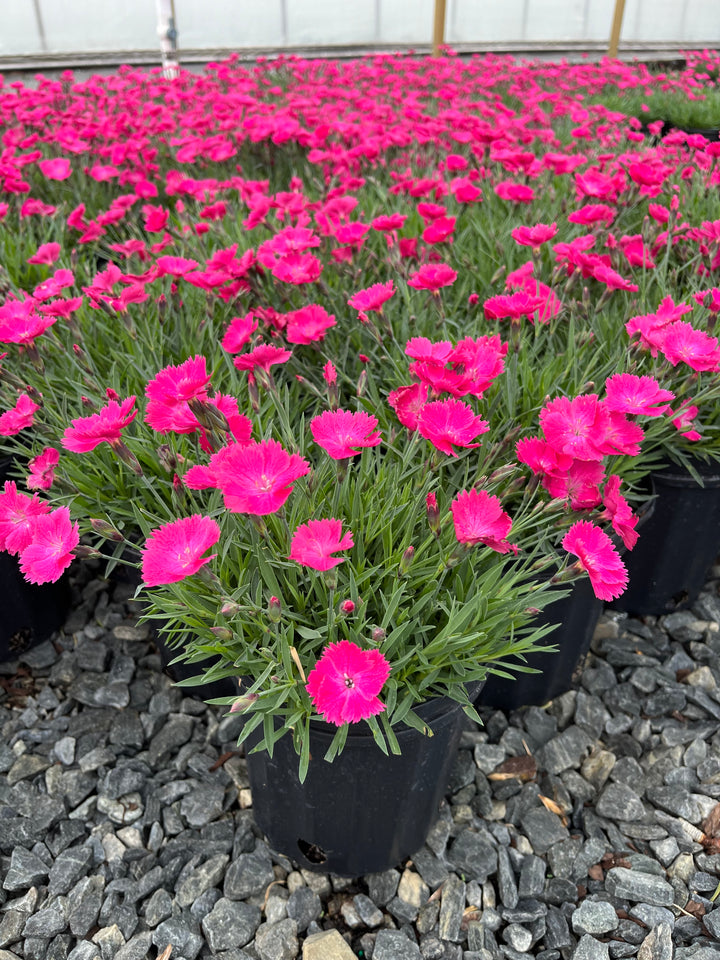 Dianthus Vivid™ Bright Light (Garden Pinks)