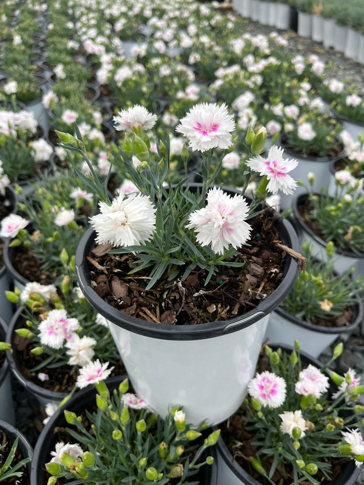 Dianthus Everlast™ White + Eye (Garden Pinks)