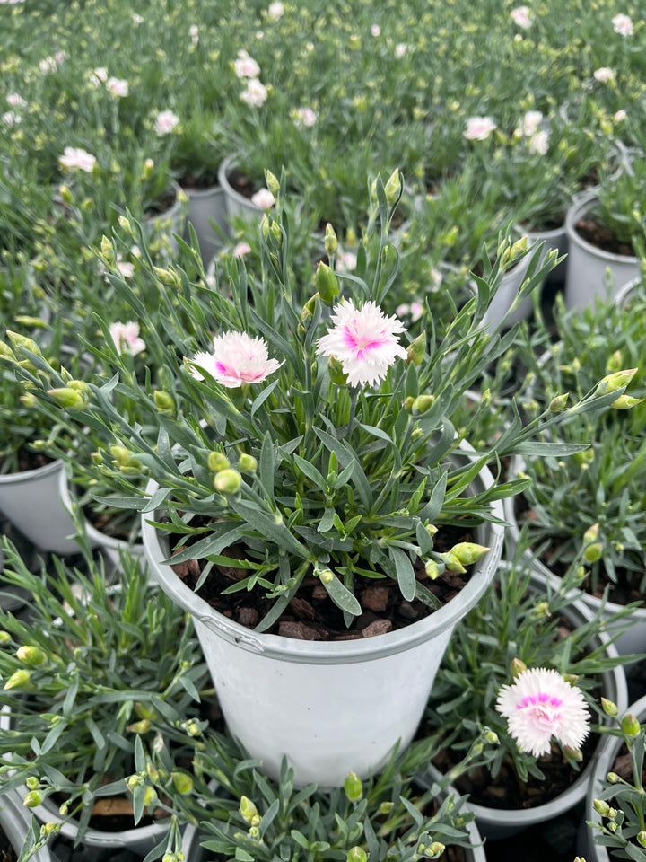 Dianthus Everlast™ White + Eye (Garden Pinks)