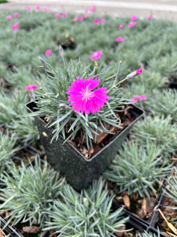 Dianthus gratianopolitanus 'Firewitch' (Garden Pinks)