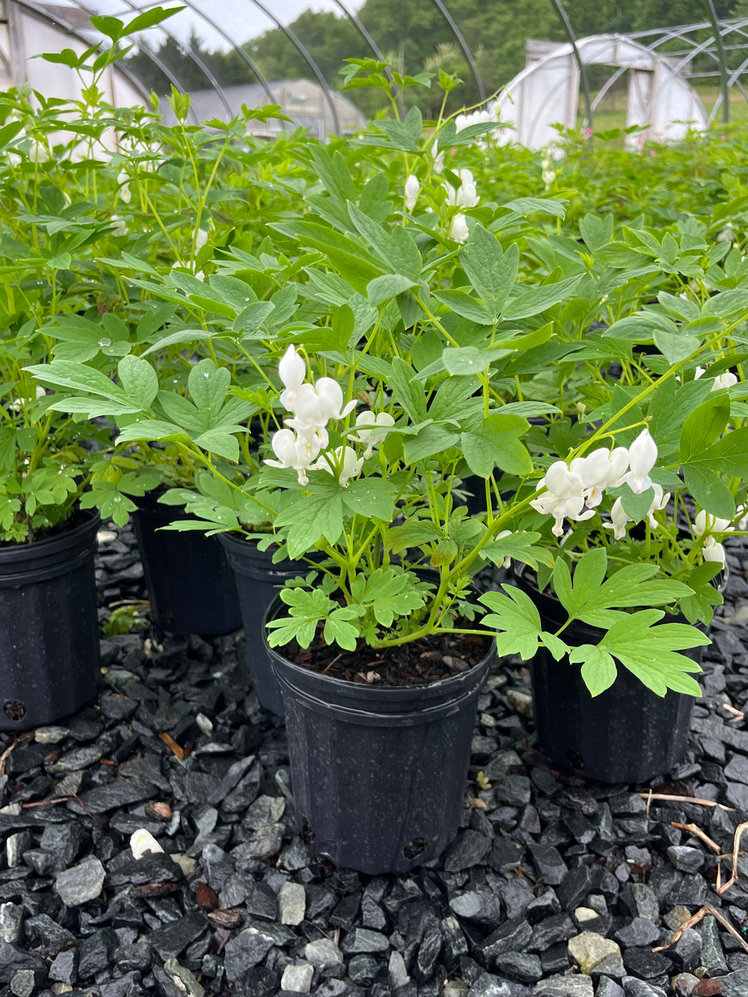 Dicentra spectabilis 'Alba' (Old Fashioned Bleeding Heart)