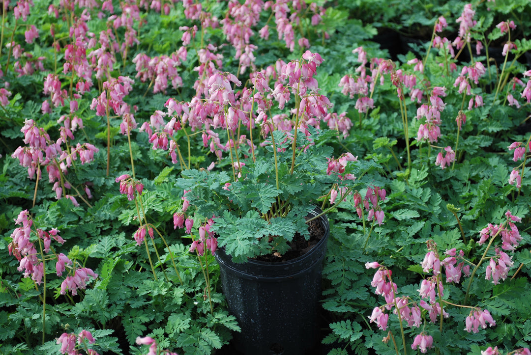 Dicentra formosa 'Luxuriant' (Cutleaf Bleeding Heart)