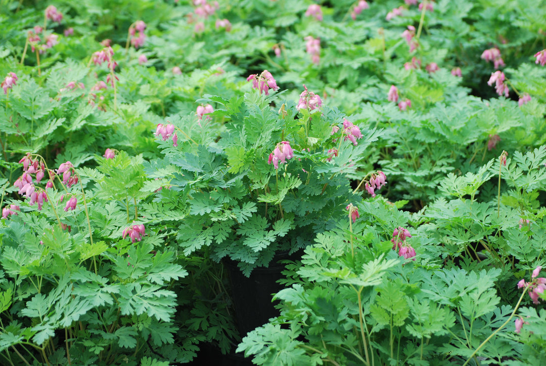 Dicentra formosa 'Luxuriant' (Cutleaf Bleeding Heart)