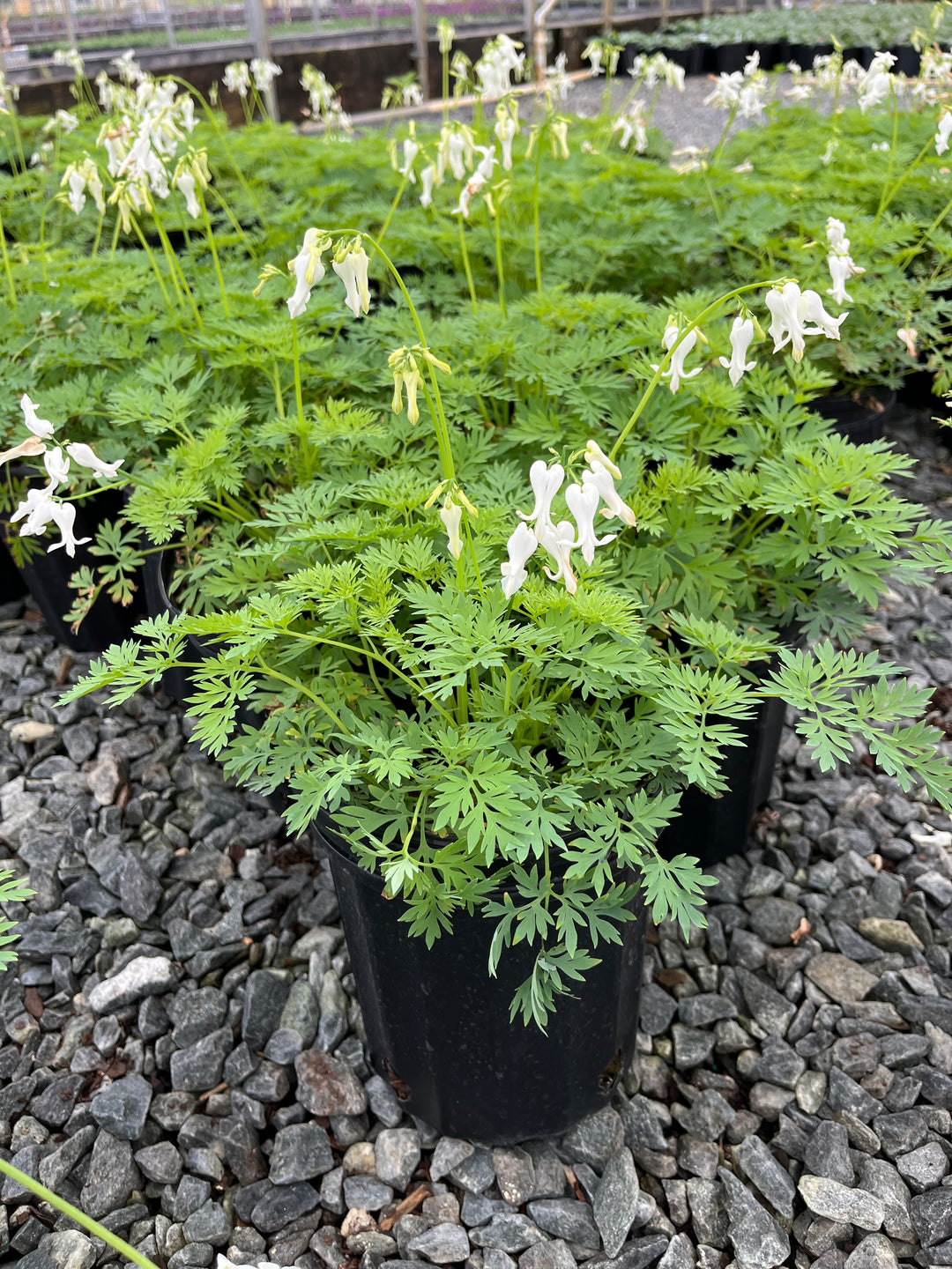 Dicentra Amore™ 'Titanium' (Bleeding Heart)