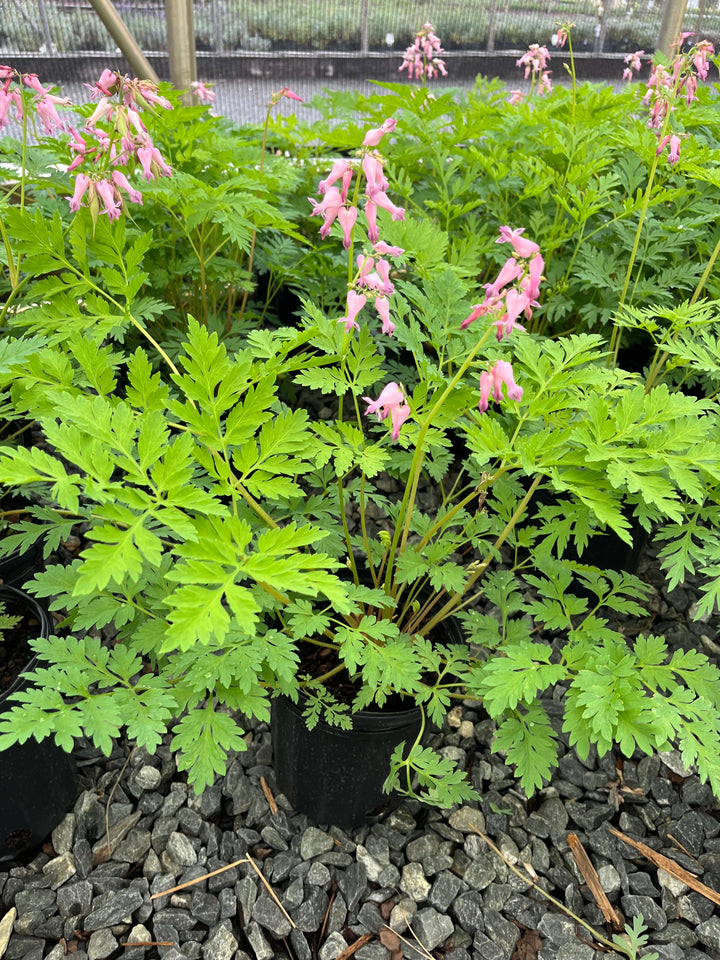 Dicentra eximia (Cutleaf Bleeding Heart)