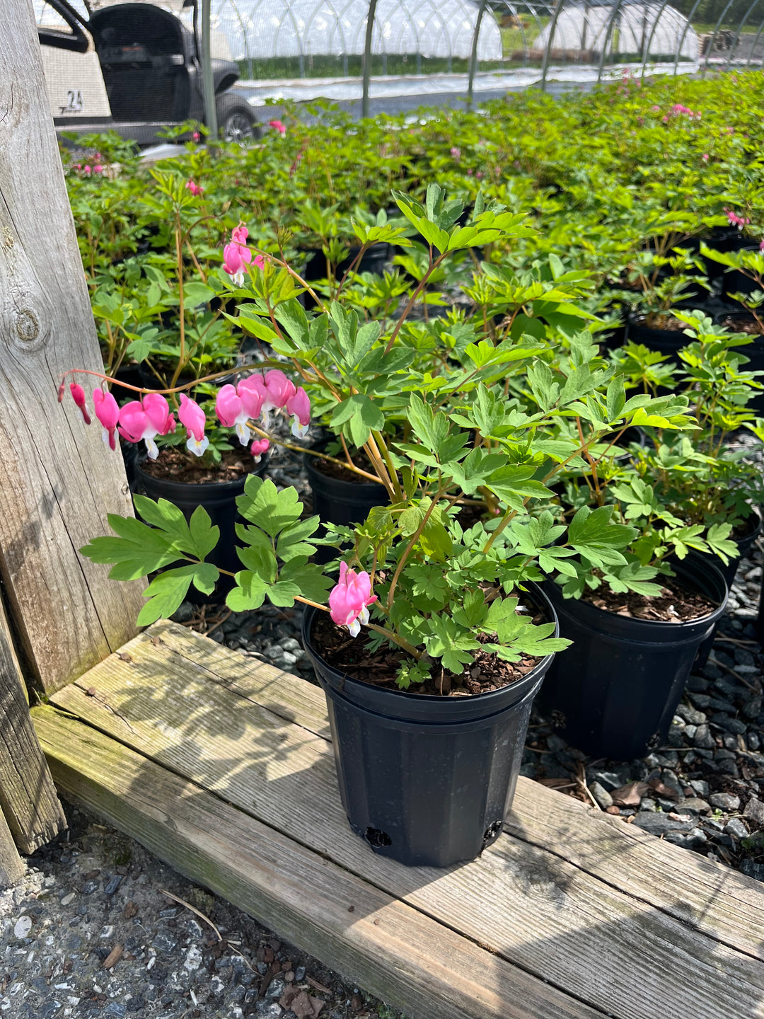 Dicentra spectabilis (Old Fashioned Bleeding Heart)