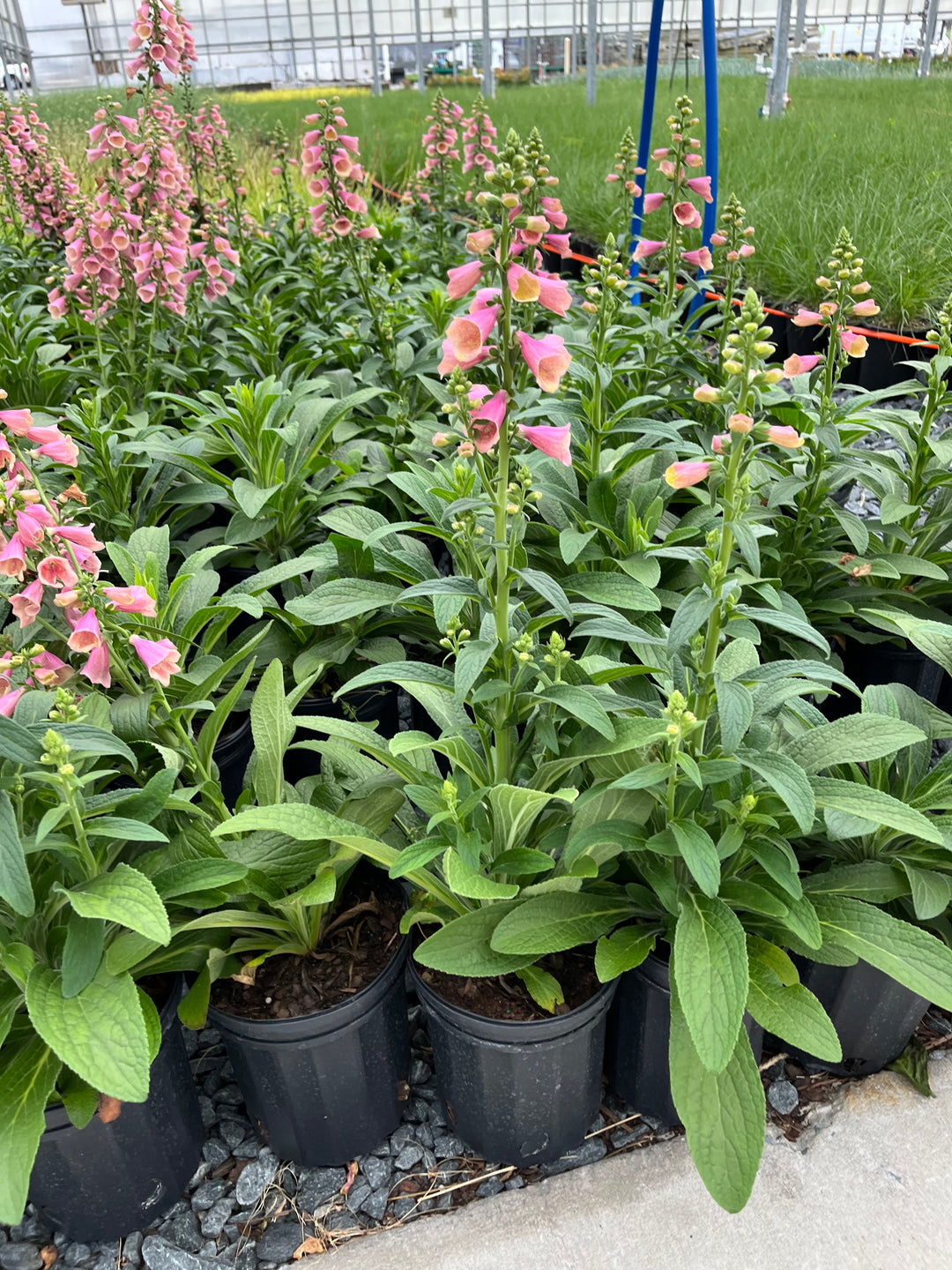 Digitalis x Arctic Fox™ Rose (Foxglove)