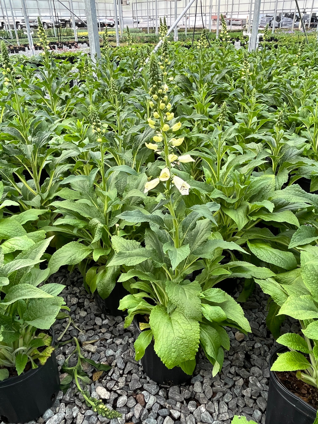 Digitalis purpurea 'Candy Mountain White' (Foxglove)