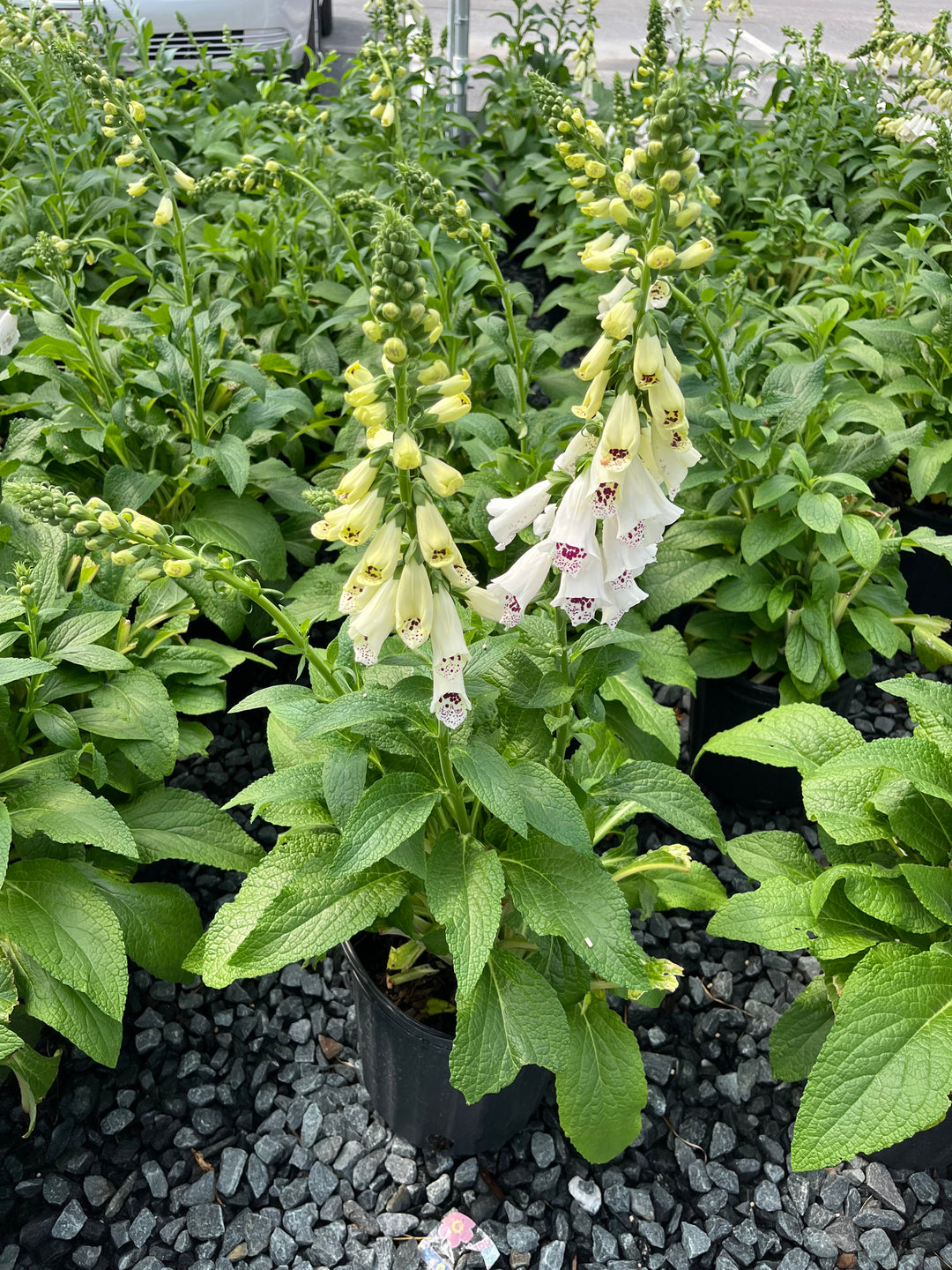 Digitalis purpurea 'Candy Mountain White' (Foxglove)