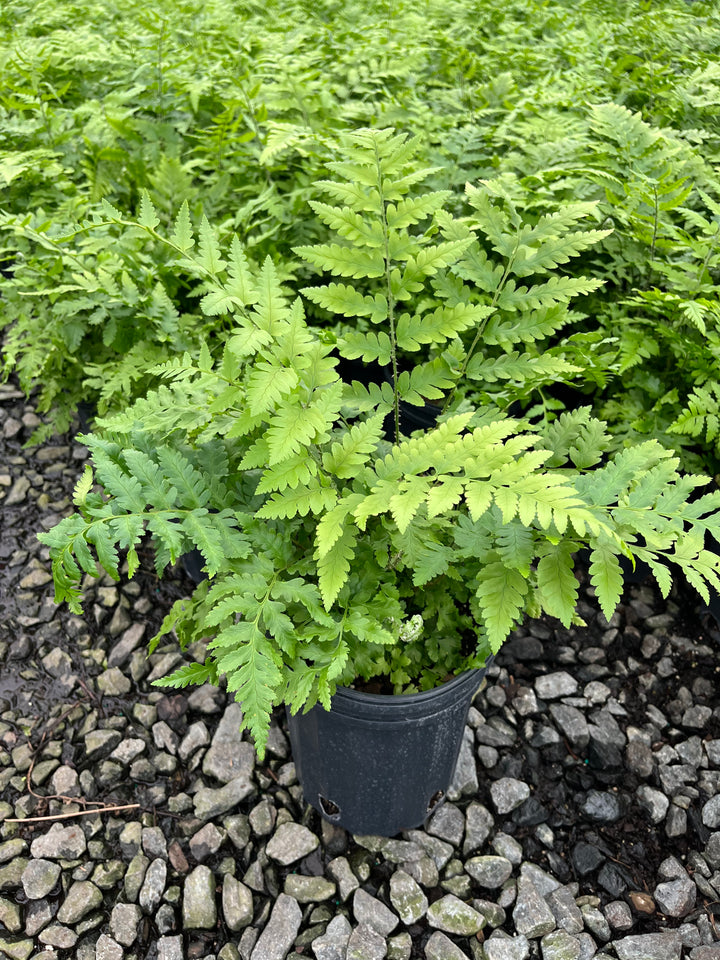 Dryopteris x australis (Dixie Wood Fern)