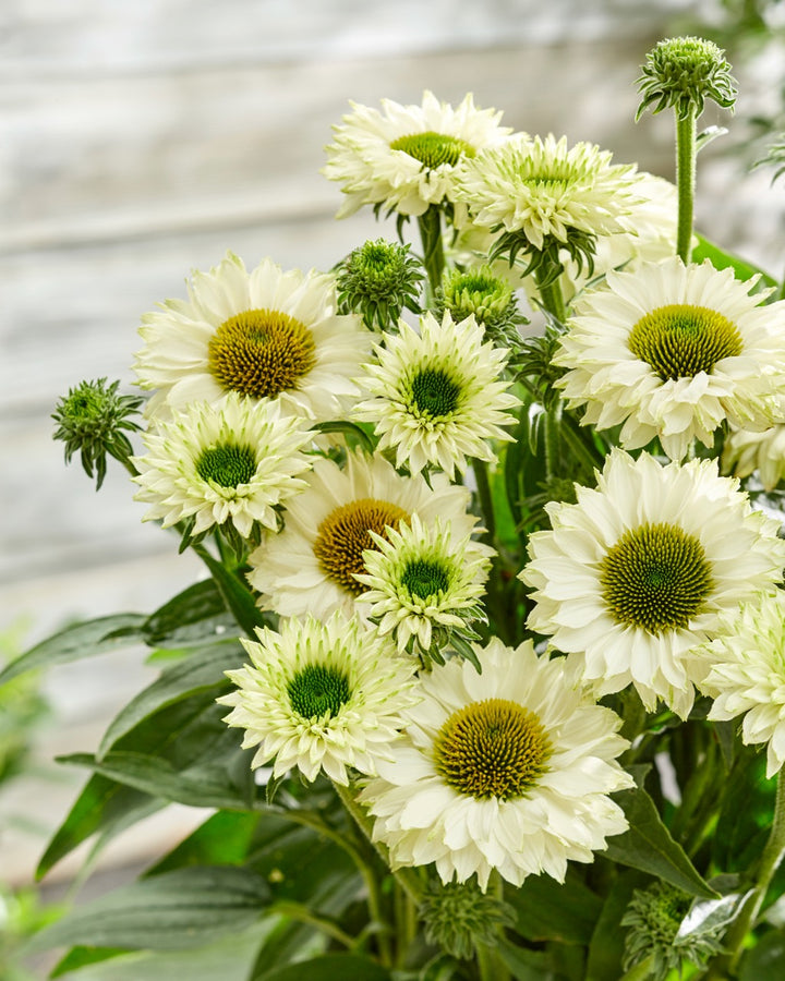 Echinacea x SunSeekers® White Perfection (Coneflower)