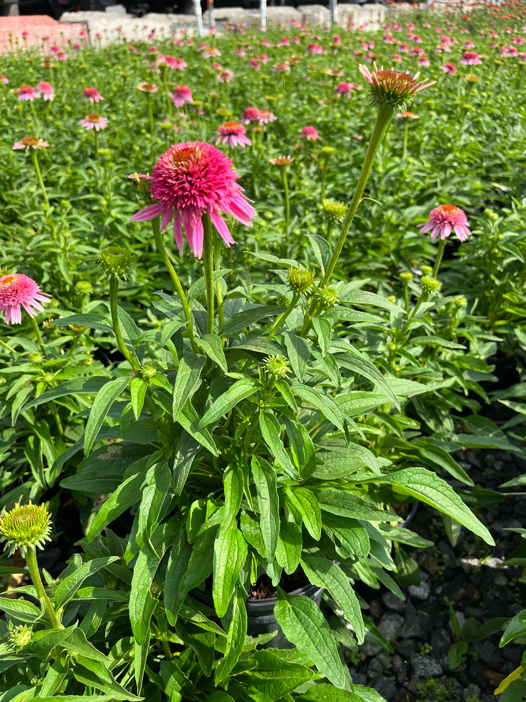 Echinacea x purpurea 'Butterfly Kisses' (Coneflower)