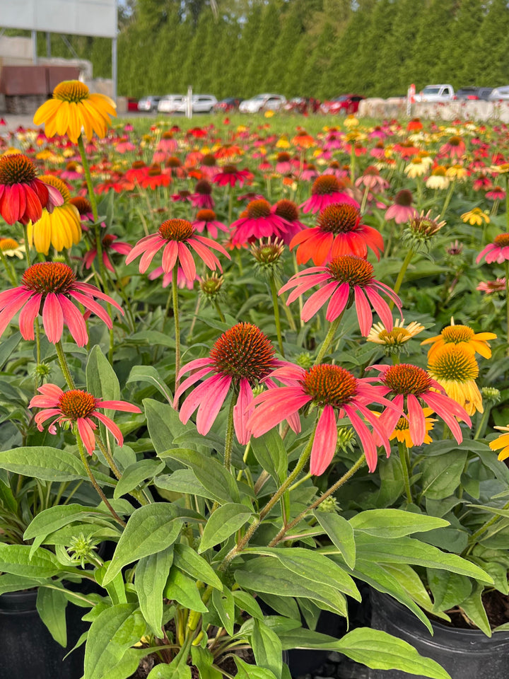 Echinacea x purpurea 'Cheyenne Spirit' (Coneflower)