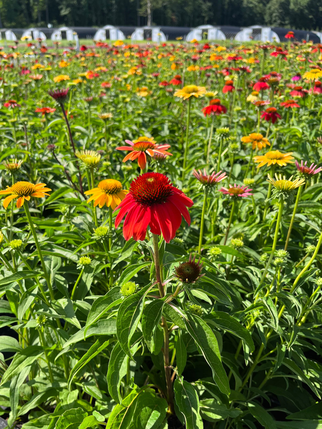 Echinacea x purpurea 'Cheyenne Spirit' (Coneflower)