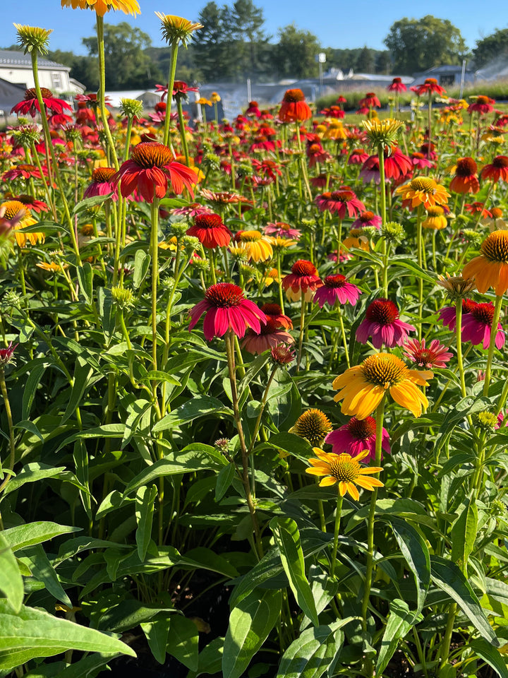 Echinacea x purpurea 'Cheyenne Spirit' (Coneflower)