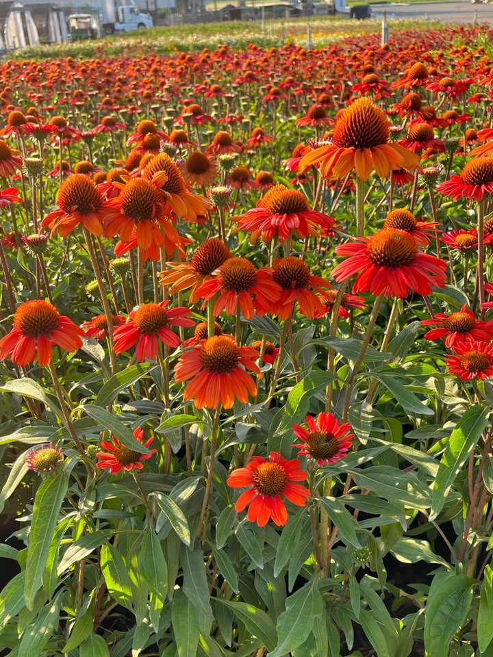 Echinacea Kismet® Intense Orange (Coneflower)