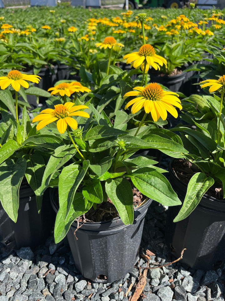 Echinacea Sombrero® Lemon Yellow Improved (Coneflower)