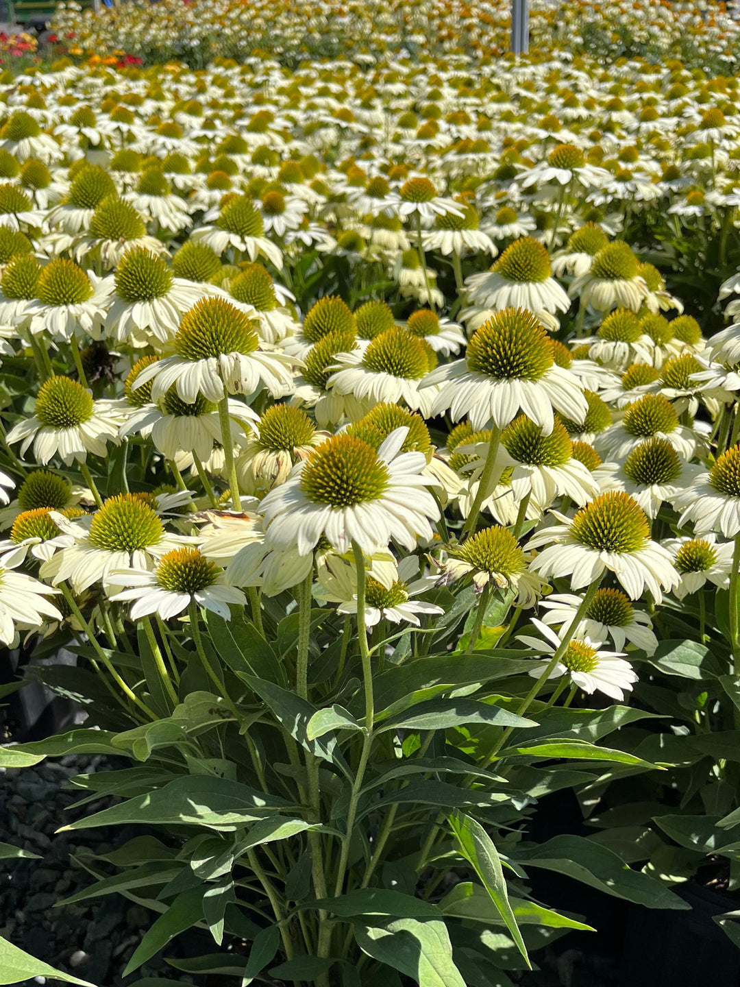 Echinacea x Kismet® White (Coneflower)