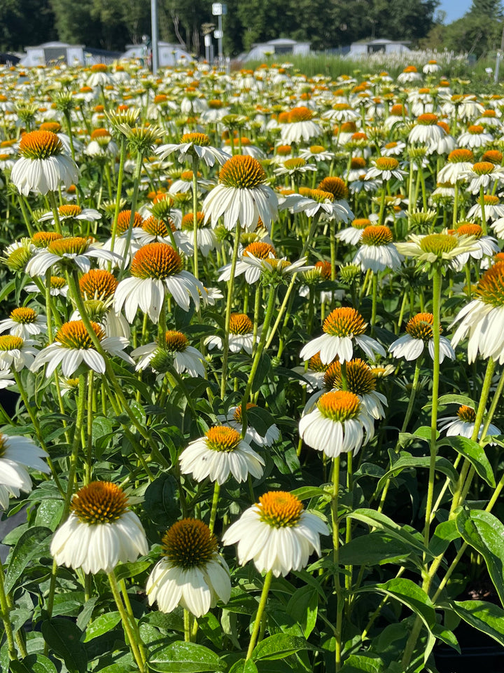 Echinacea purpurea 'PowWow White' (Coneflower)