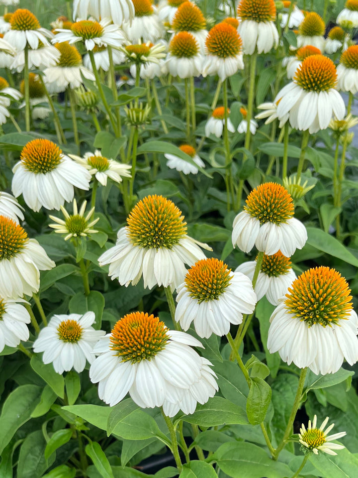 Echinacea purpurea 'PowWow White' (Coneflower)