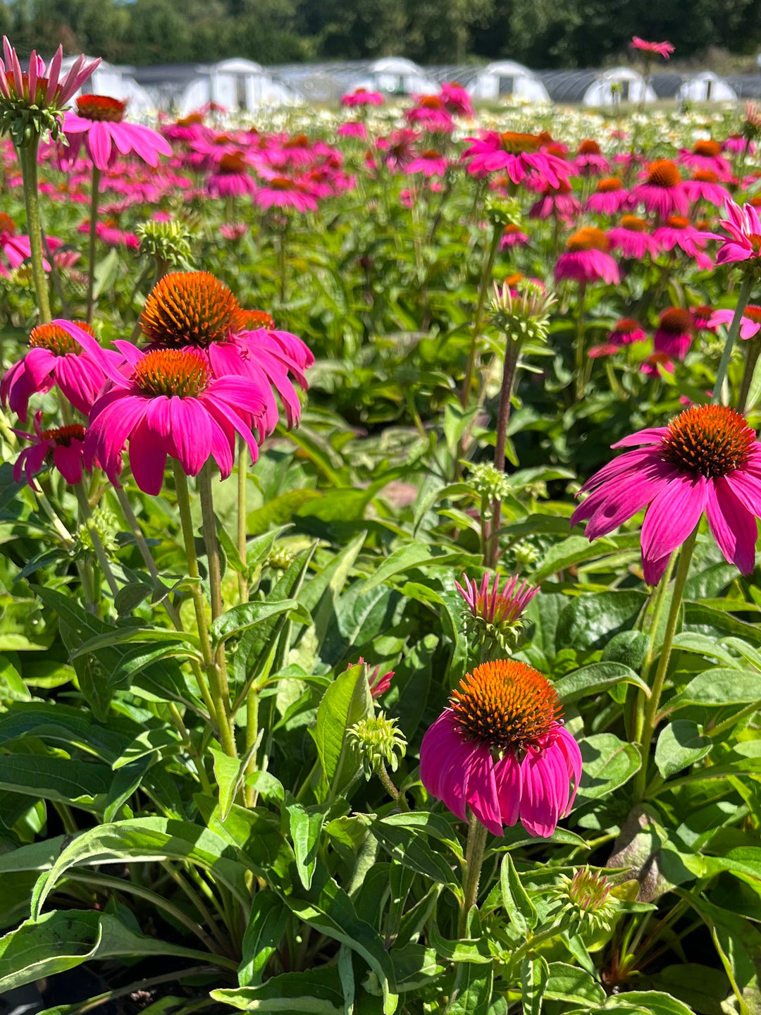 Echinacea purpurea 'PowWow Wild Berry' (Coneflower)