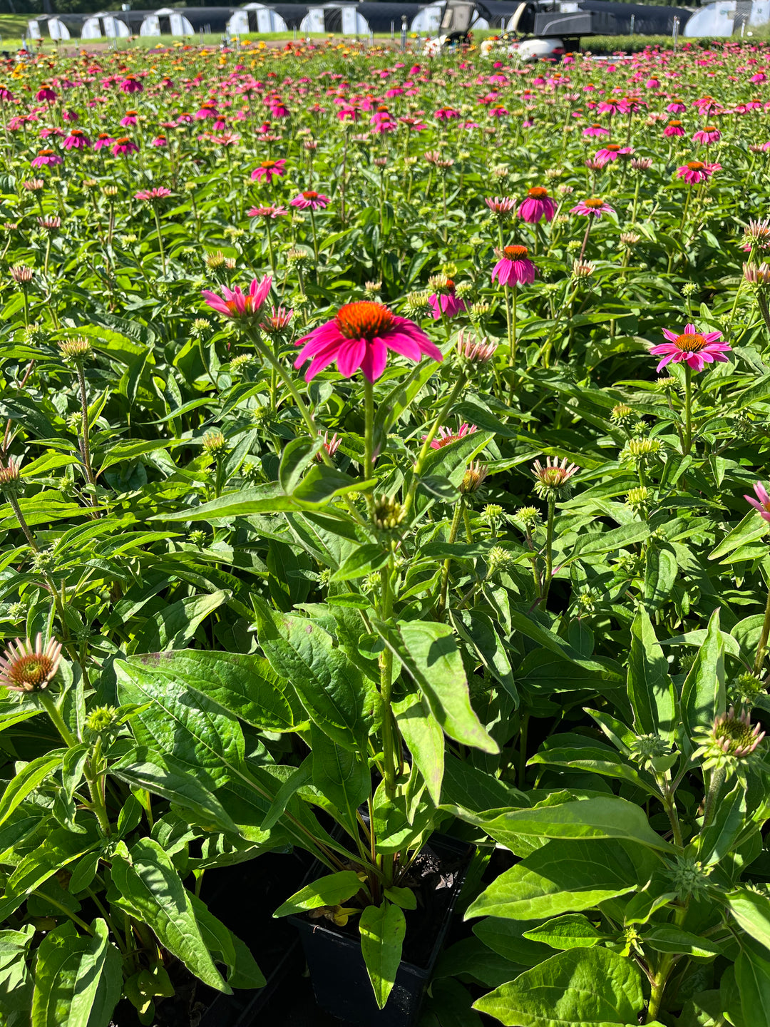 Echinacea purpurea 'PowWow Wild Berry' (Coneflower)