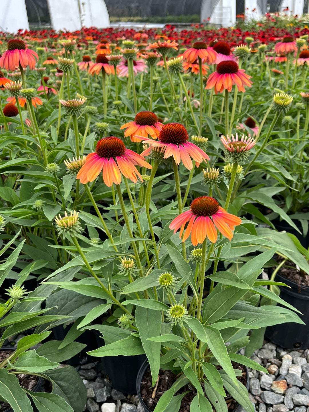 Echinacea x purpurea Butterfly™ 'Rainbow Marcella' (Coneflower)