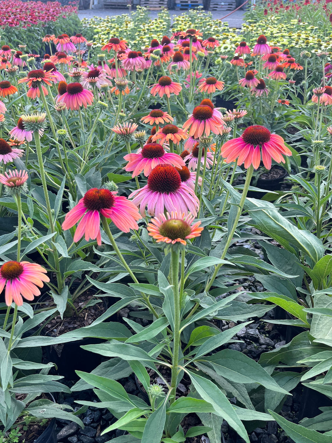 Echinacea x purpurea Butterfly™ 'Rainbow Marcella' (Coneflower)