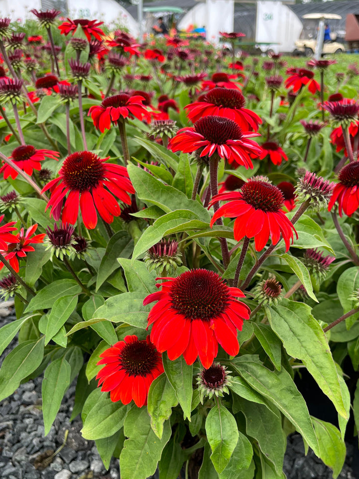 Echinacea Sombrero® Sangrita (Coneflower)